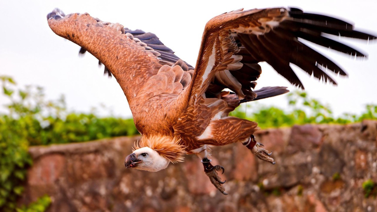 Коричневый падальщик с кольцами на лапах
