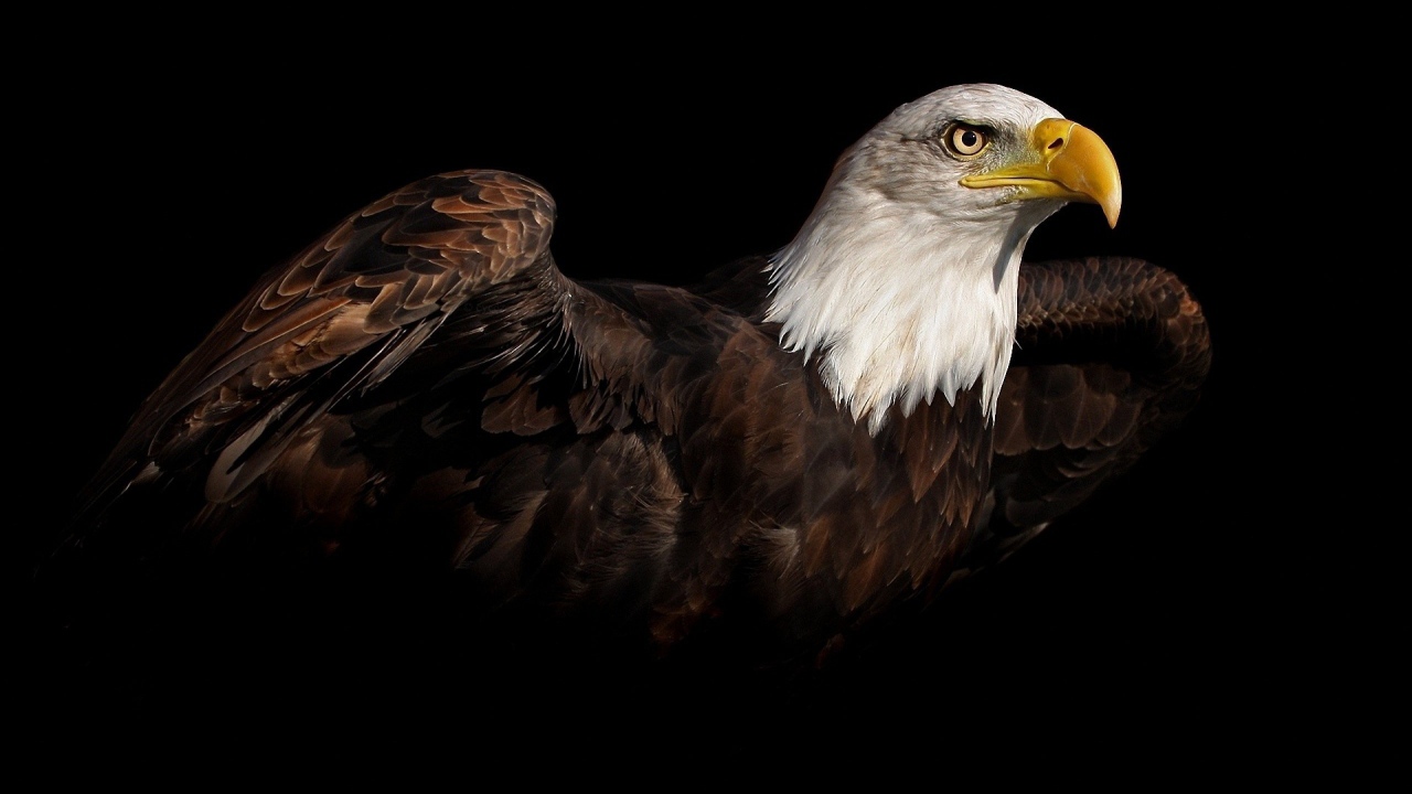 Коричневый орел на черном фоне