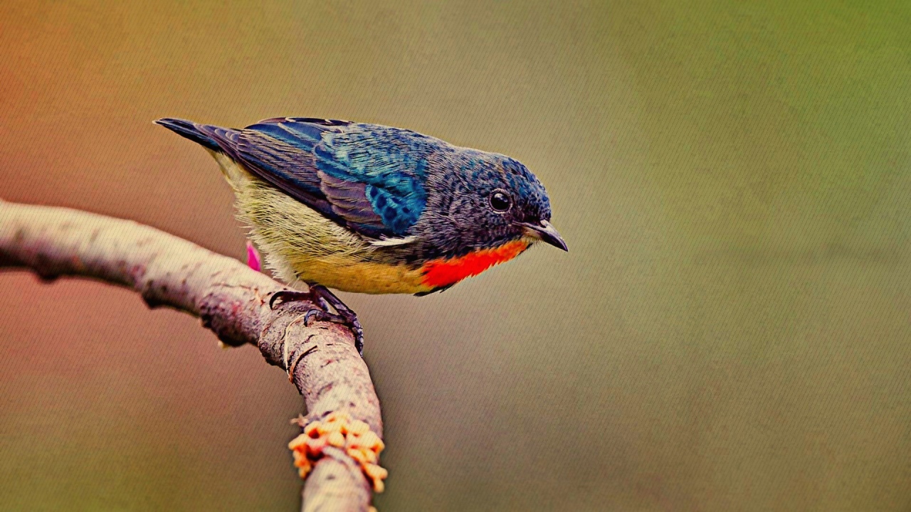 Красочная птичка на ветке