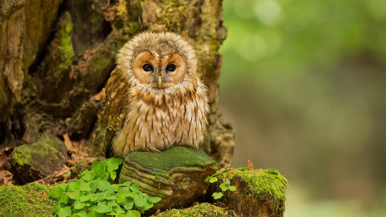 Милая сова на камне