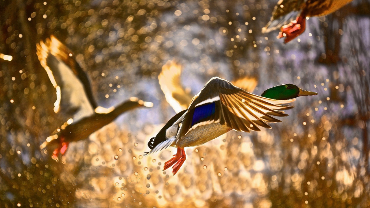 Утки взлетают с поверхности воды