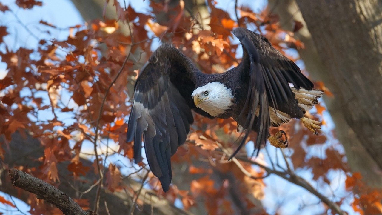 Орел в осеннем лесу