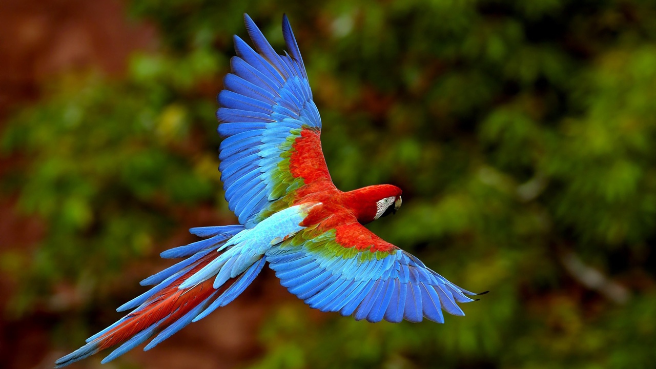 Exotic bright parrot