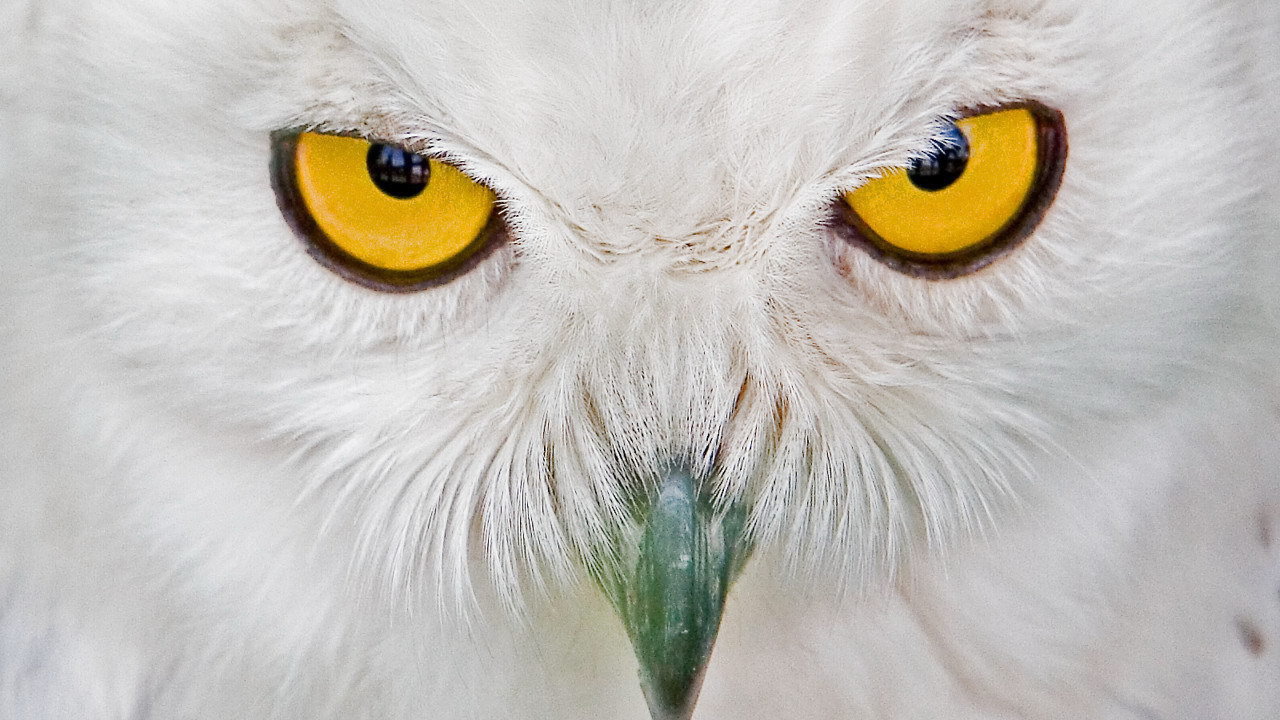 Eyes white owl