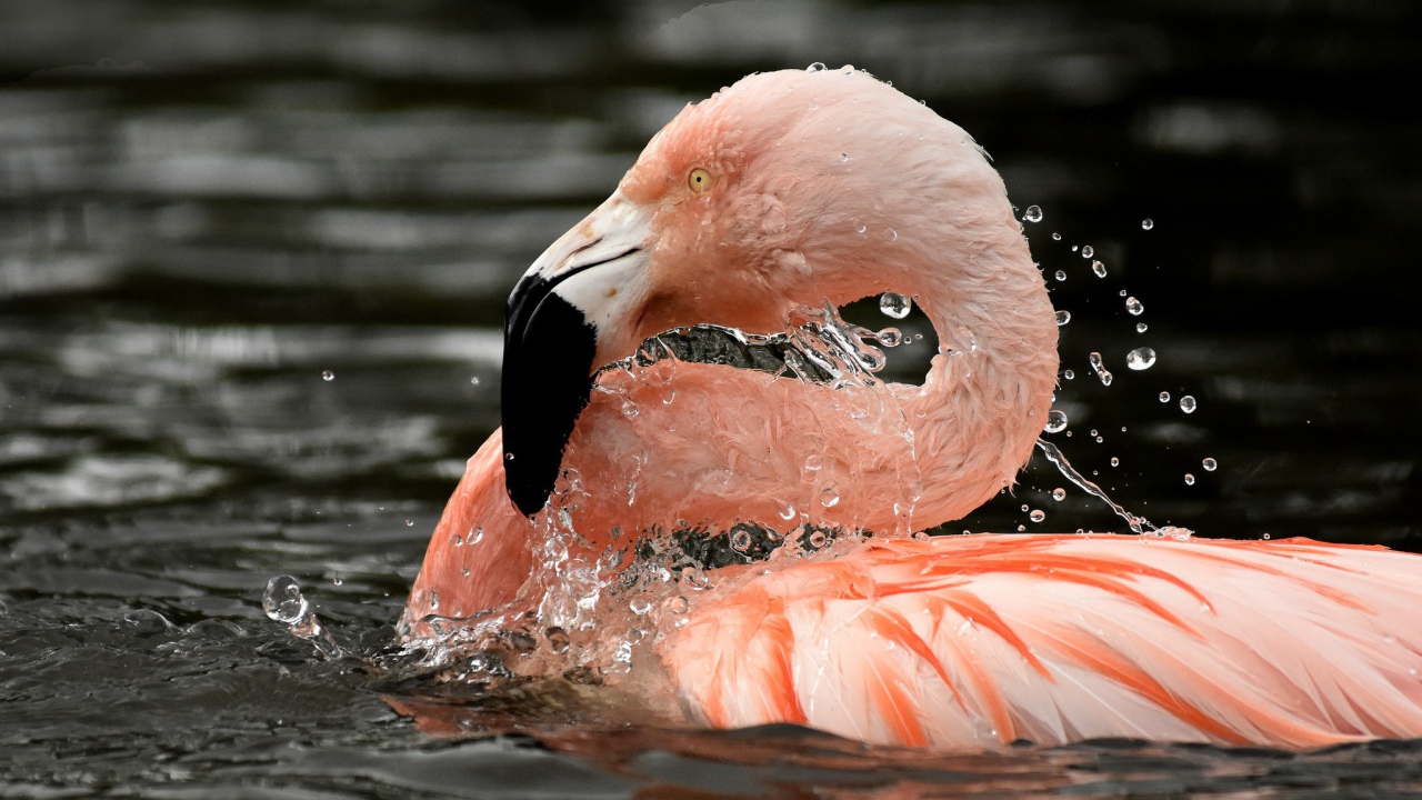 Фламинго в воде