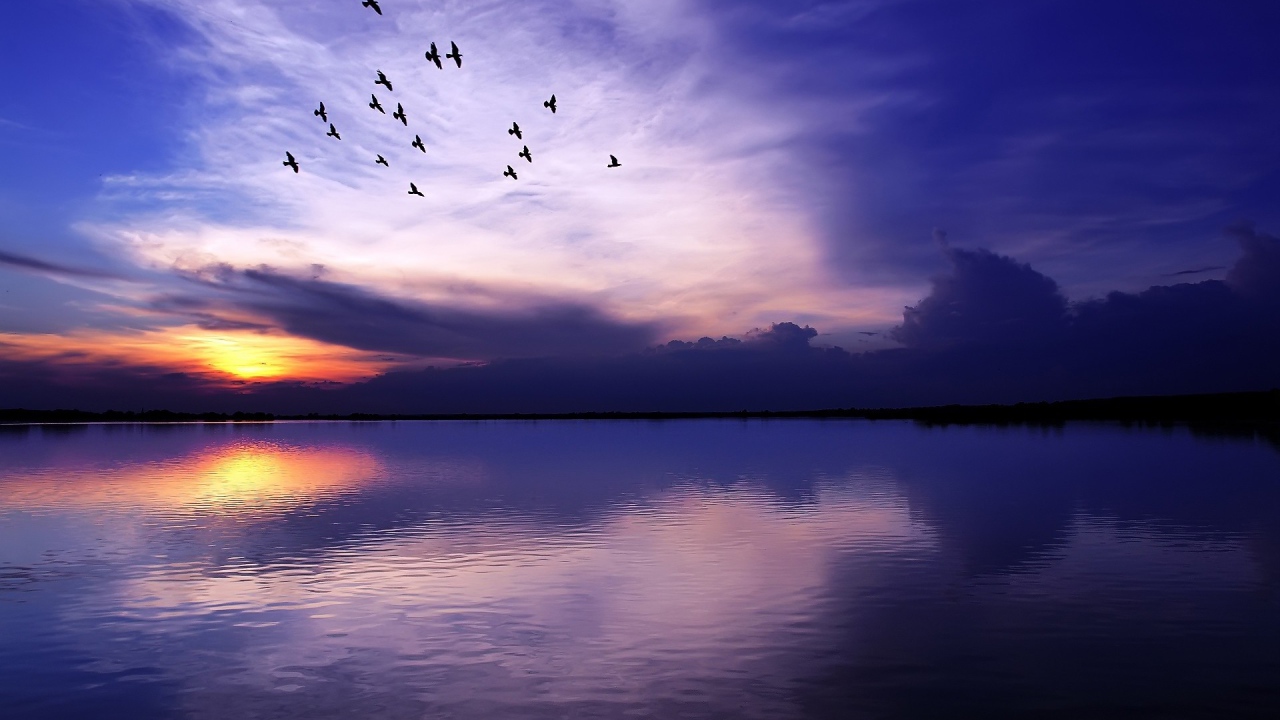 Стая птиц летит над озером