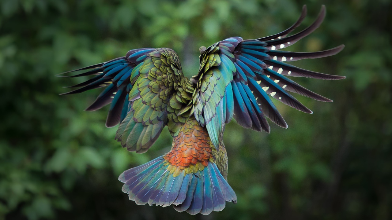 Полет красочной птицы
