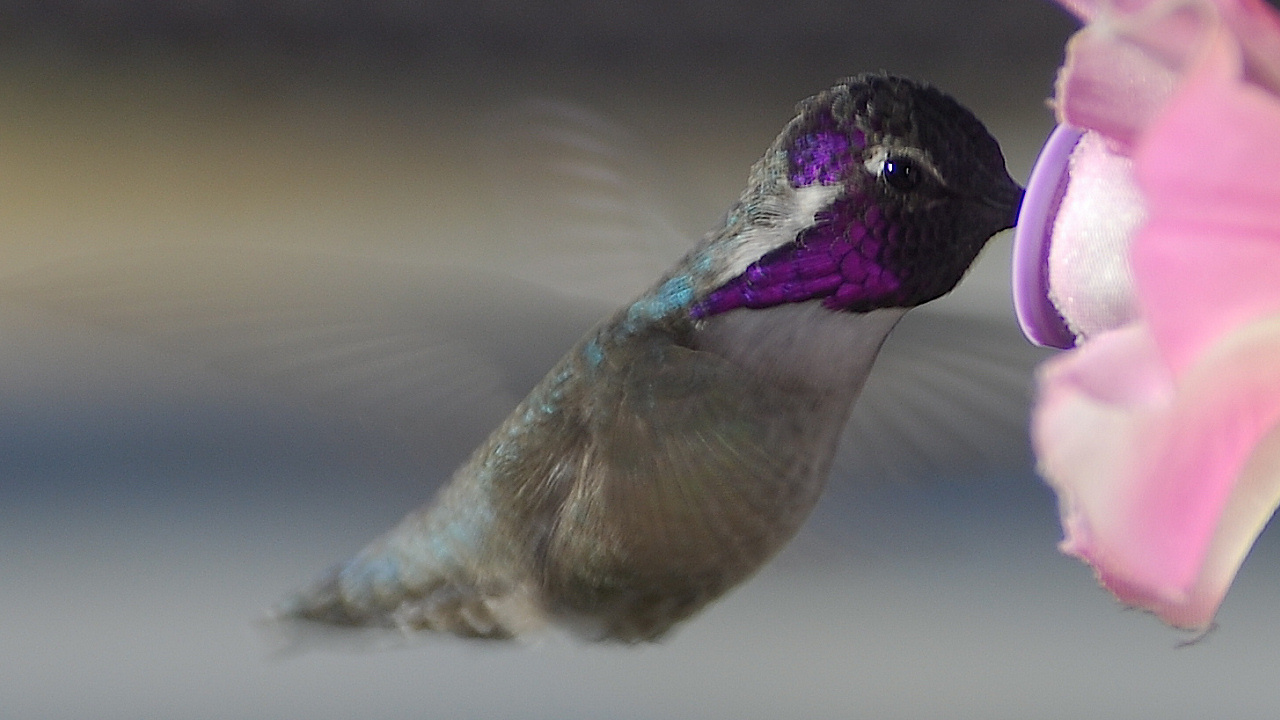 Колибри около розового цветка