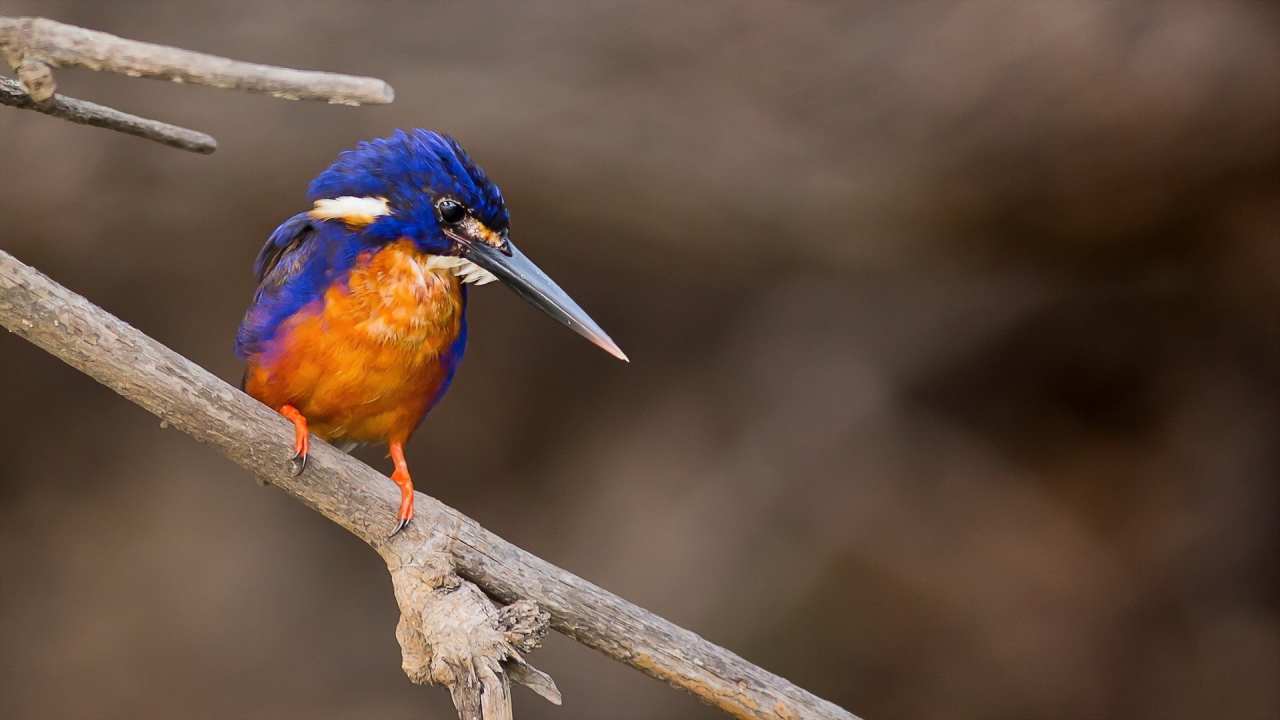Длинноклювая птица зимородок