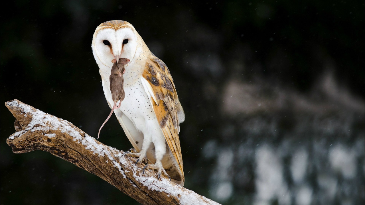 Сова поймала мышь