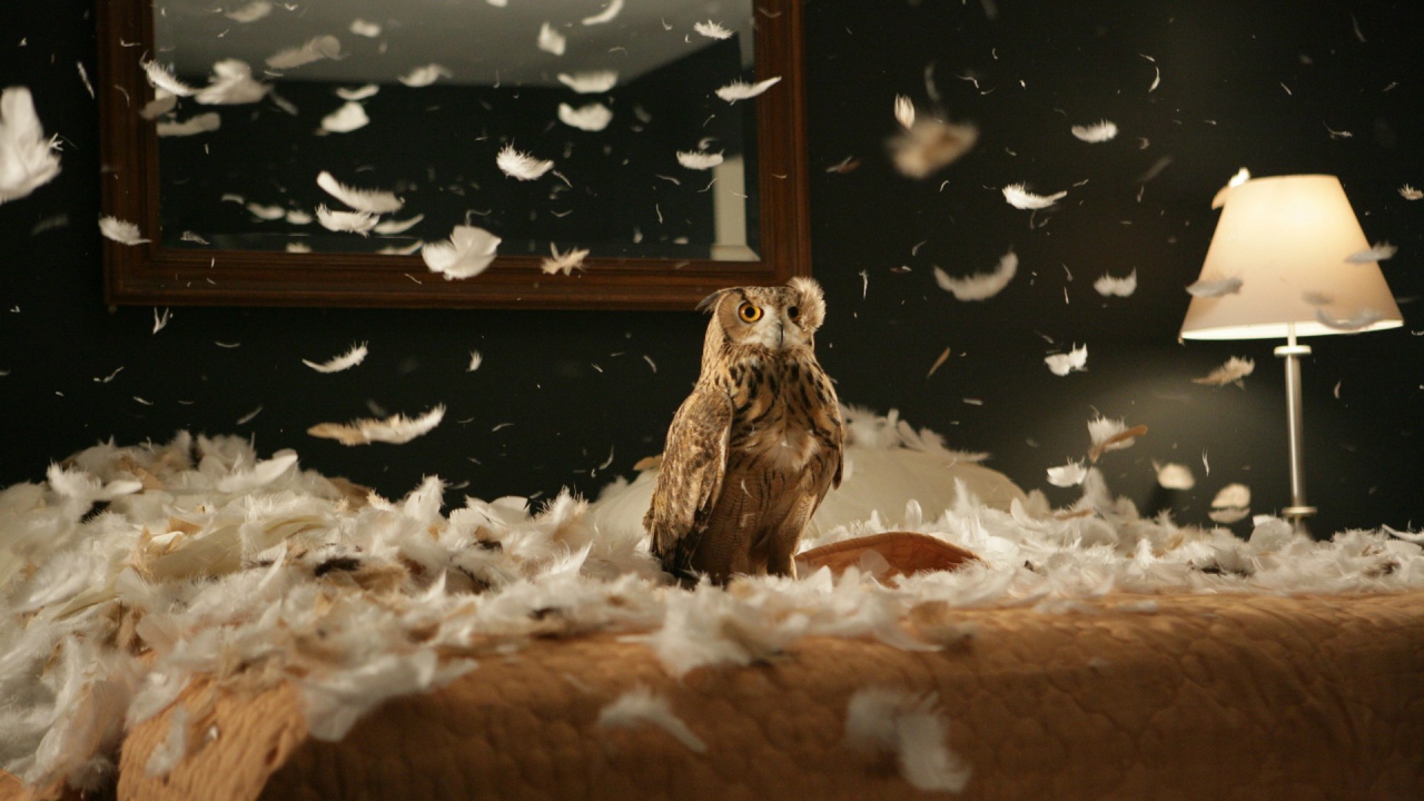 Сова в перьях