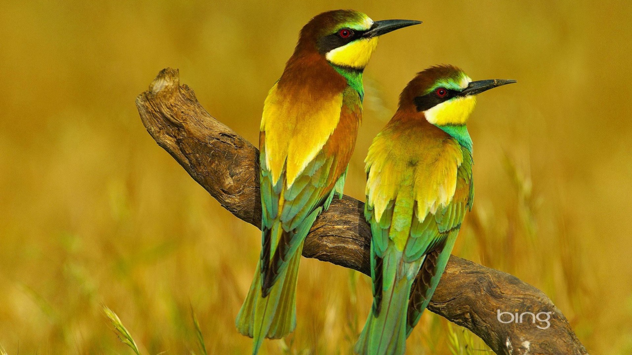 Пара щурков на засохшей коряге