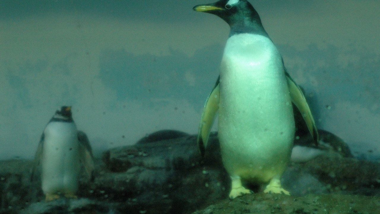 Пингвины на скалах