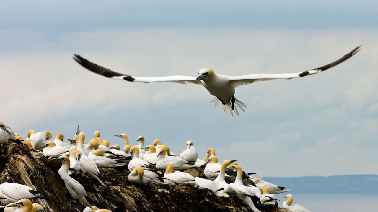 Место гнездовья чаек