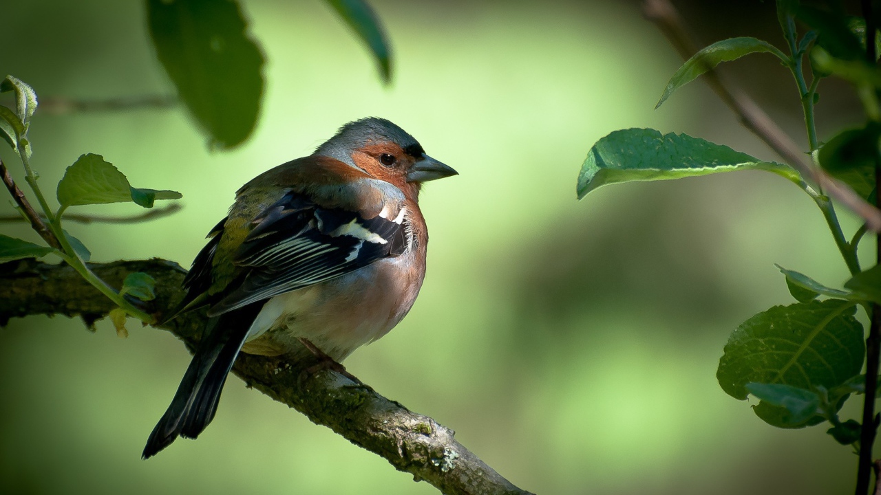 Вьюрок с черными крыльями на ветке дерева
