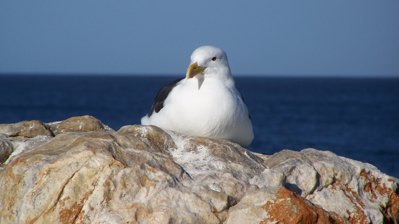 Чайка сидит на скале у моря