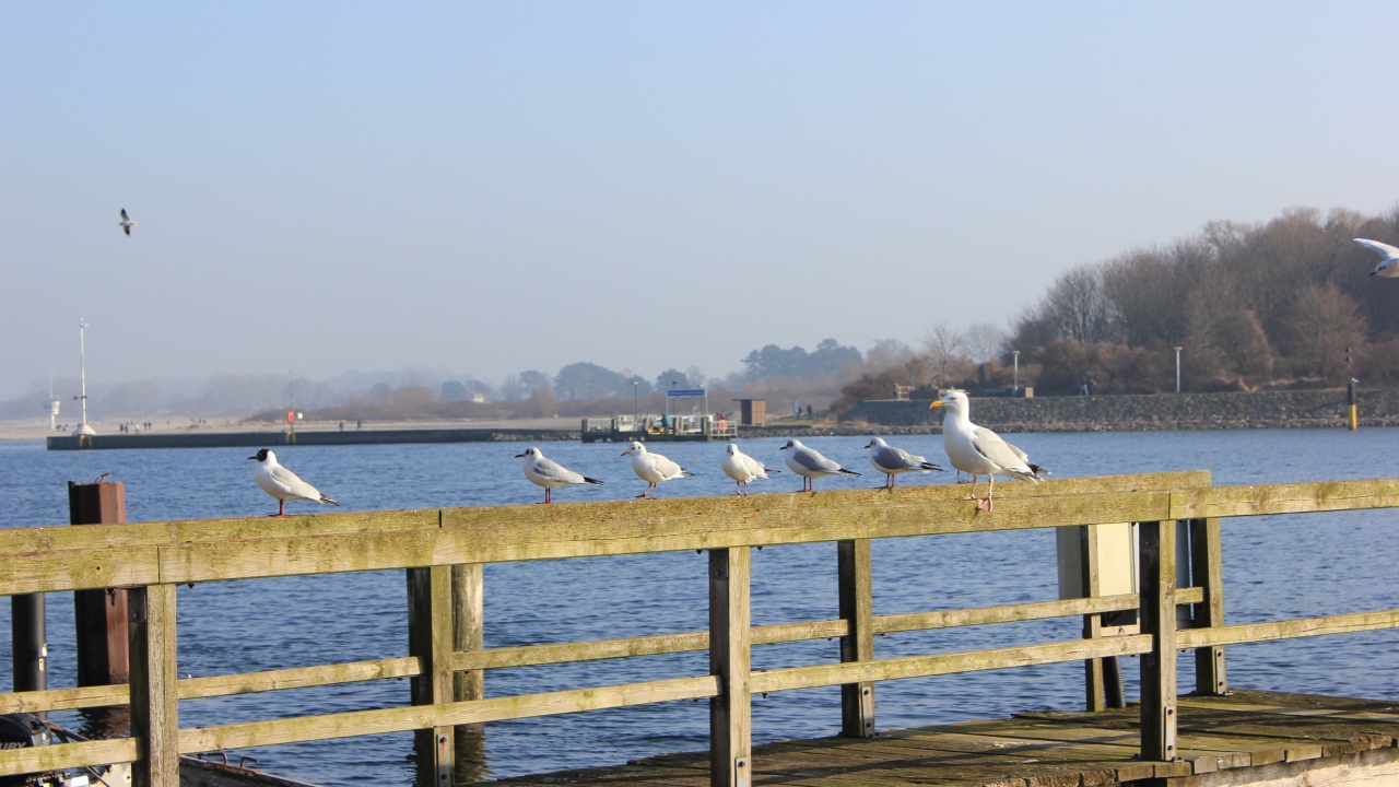 Чайки сидят на деревянном ограждении пирса