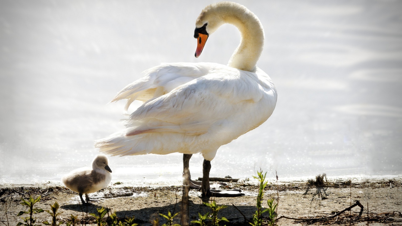 Лебедь ведет своего птенца к воде