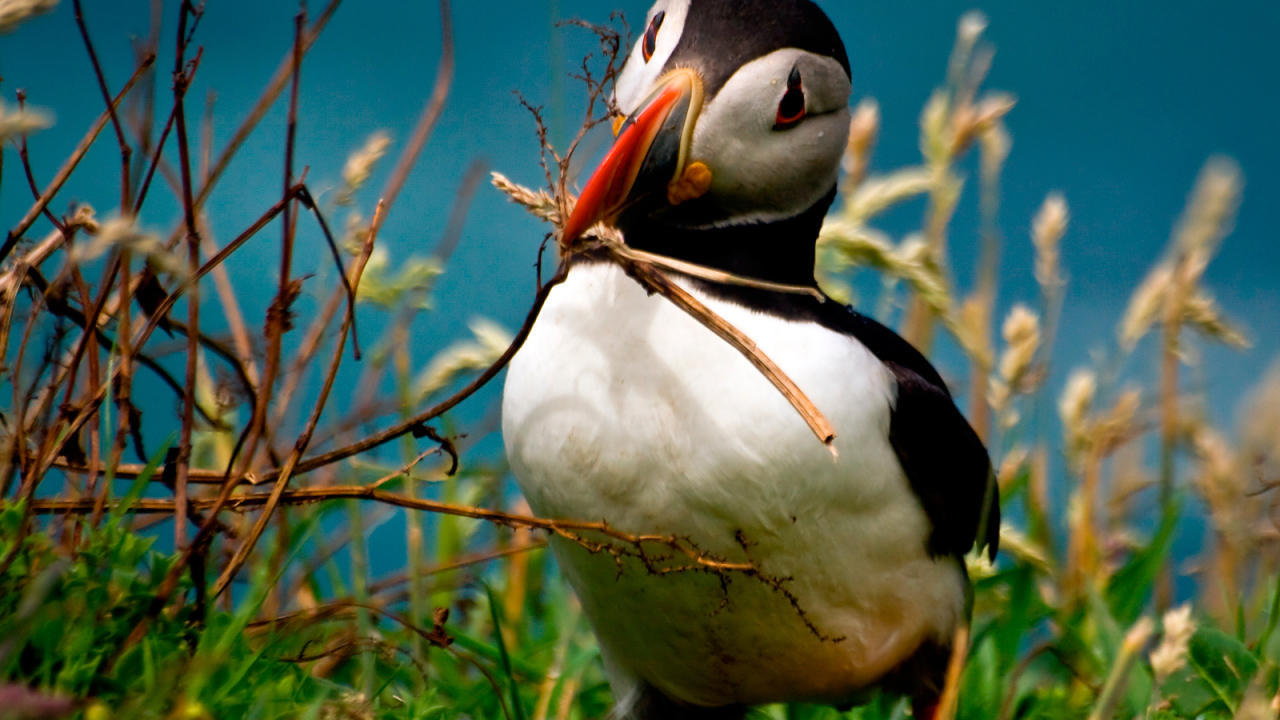 Идет строительство гнезда