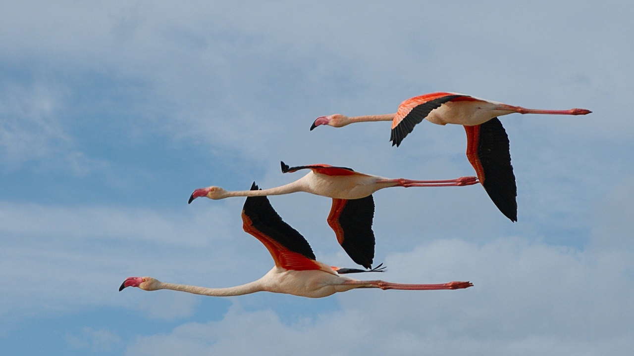 Три фламинго летят в небе