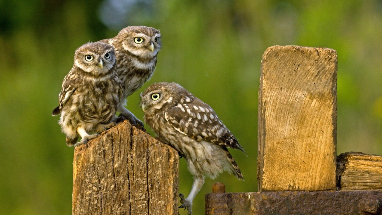 Три совы на деревянном заборе