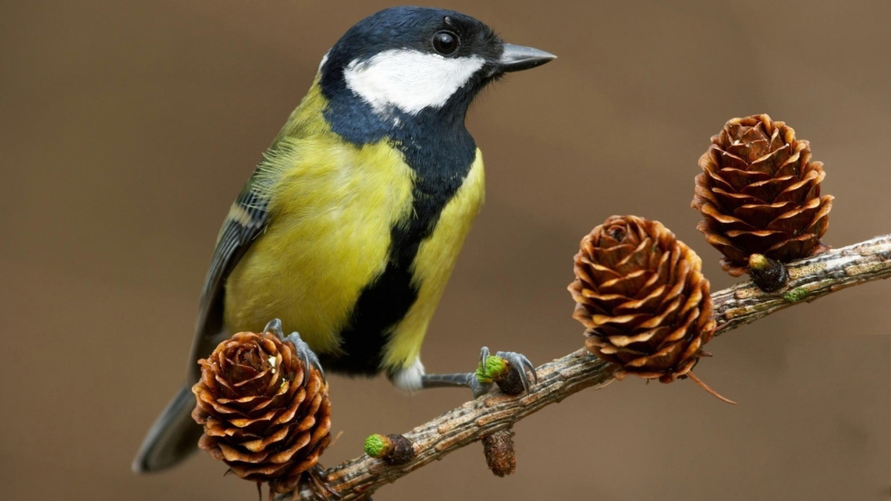 Синица на ветке с шишками