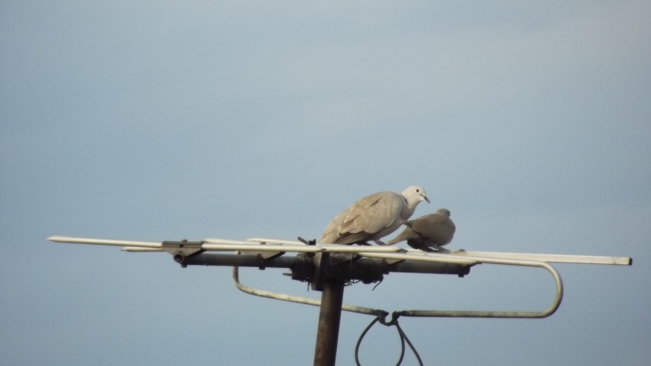 Два голубя на телевизионной антенне