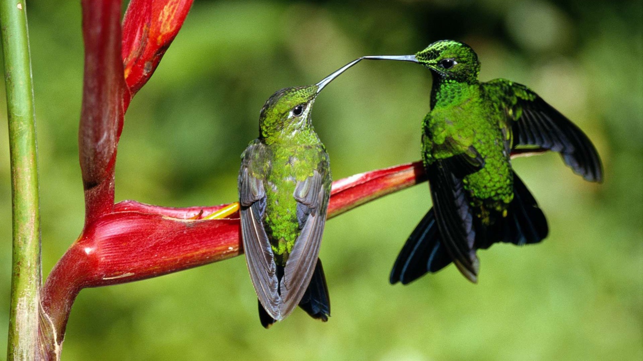 Две зеленых колибри