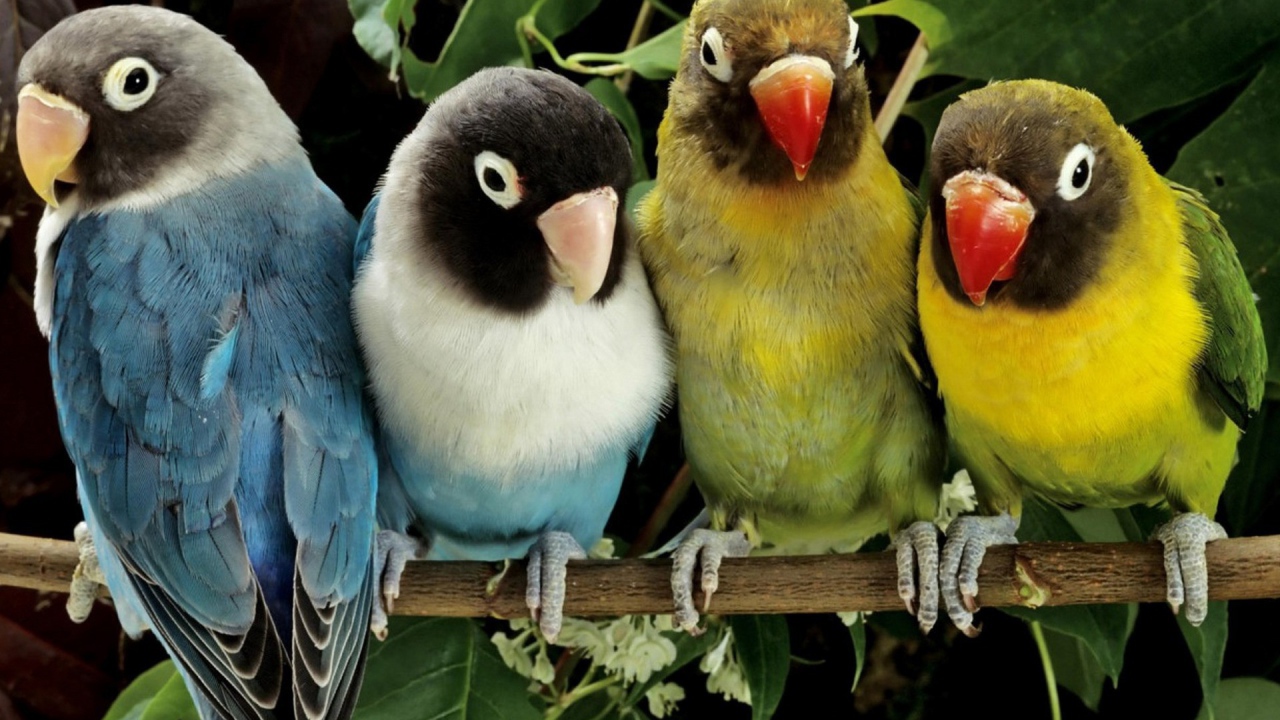 Две пары попугаев