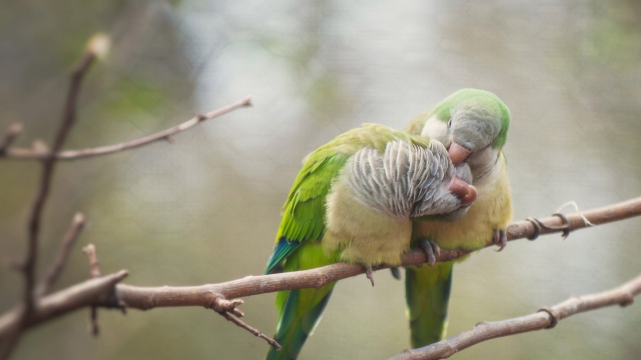 Два попугая чистят друг другу перья