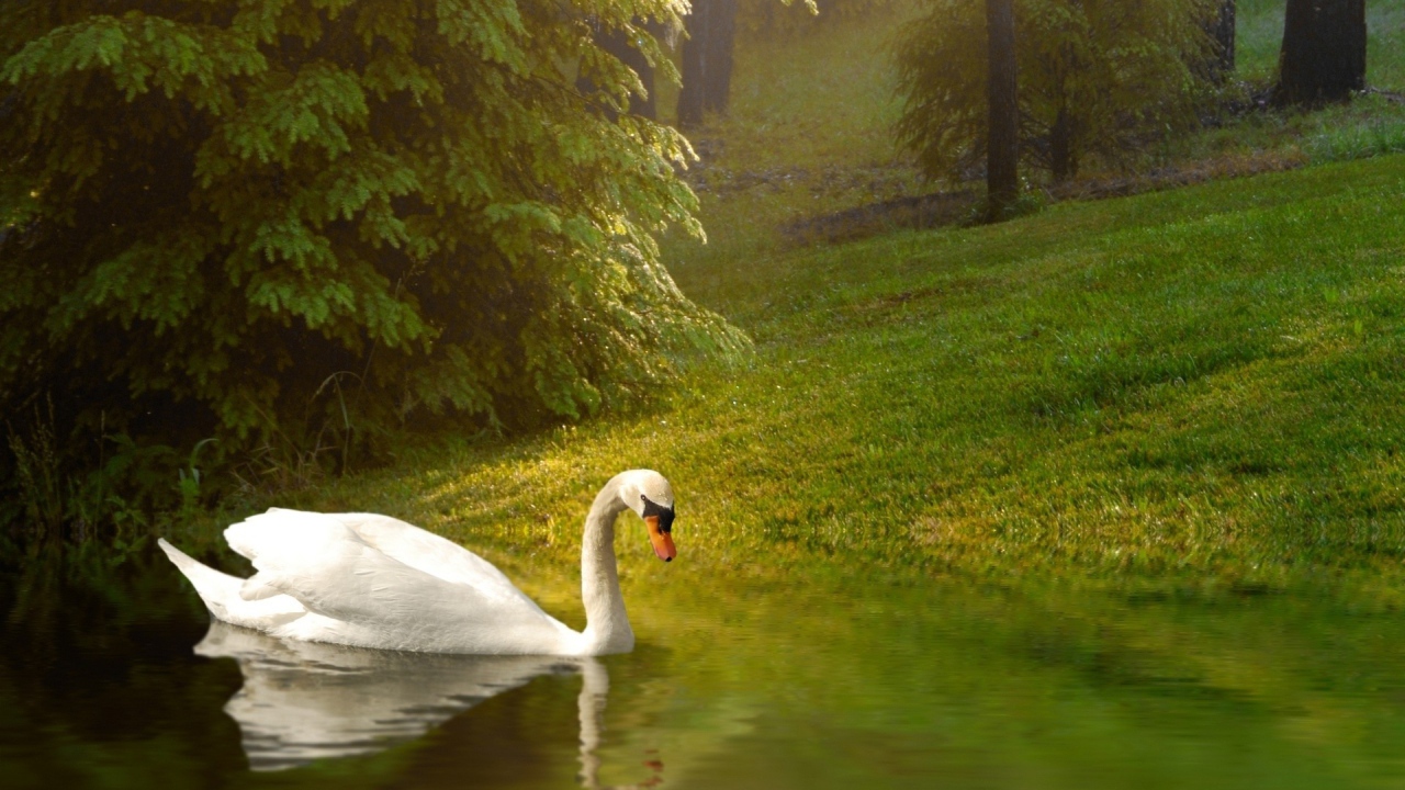 Белый лебедь плывет по спокойной воде
