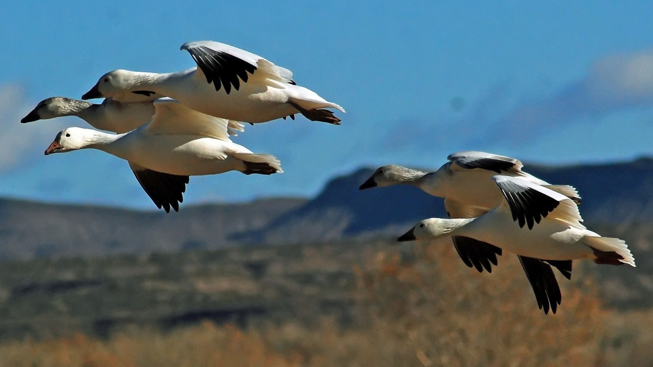 Дикие птицы в полете