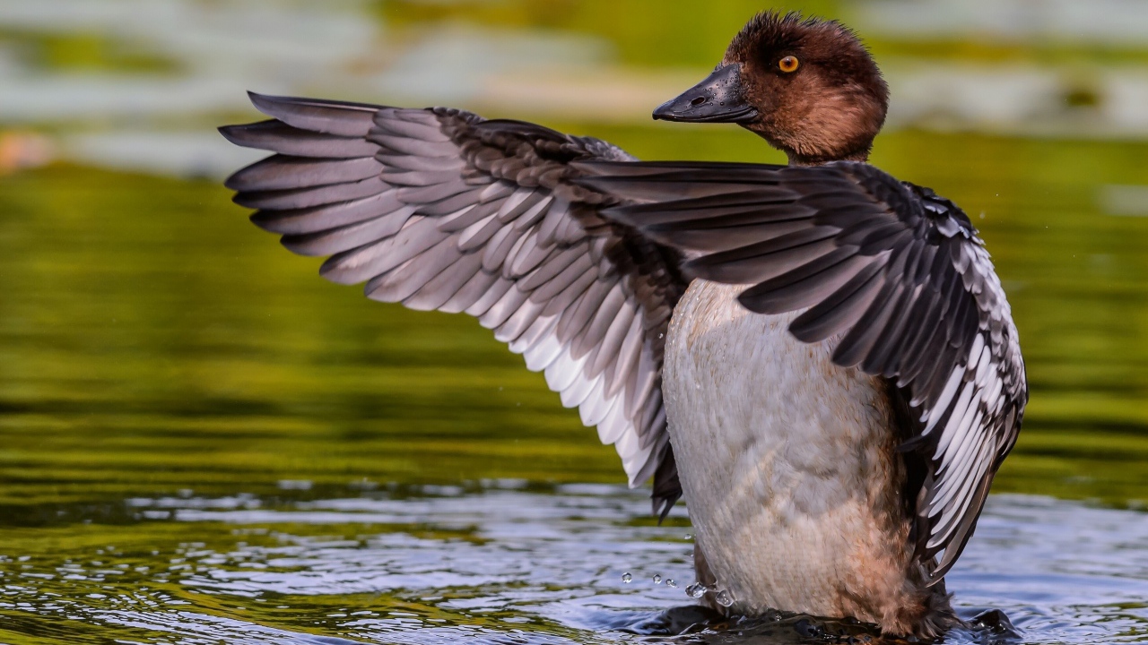 Дикая утка стоит в воде