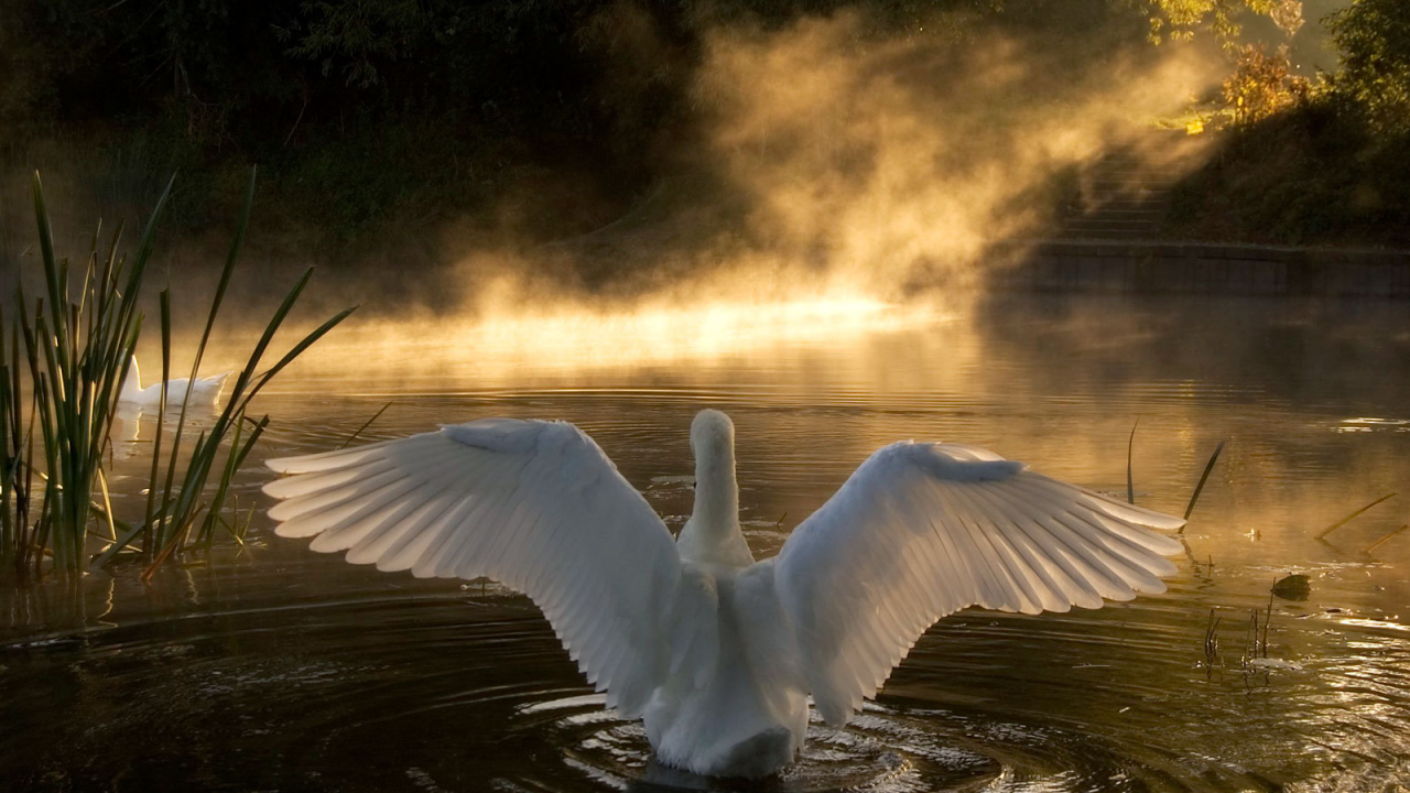 Лебедь на озере