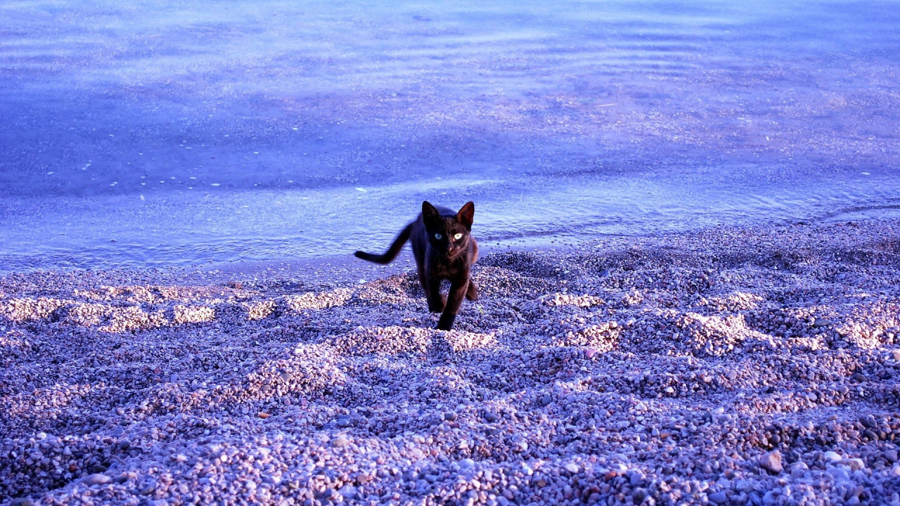 Черная кошка бежит по гальке на берегу моря