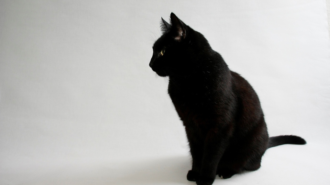 Черный кот на сером фоне