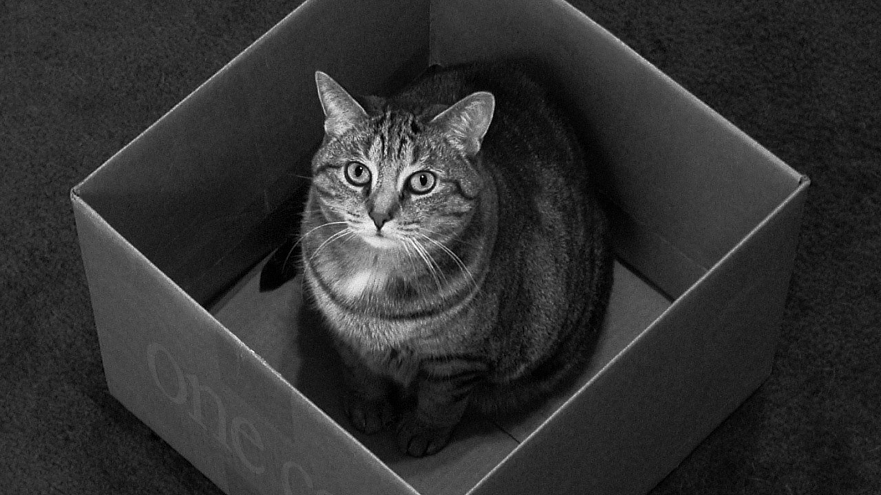 Коробка для одного кота