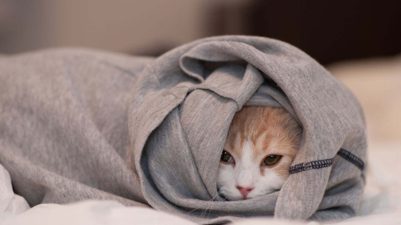 Кот спрятался в кофте