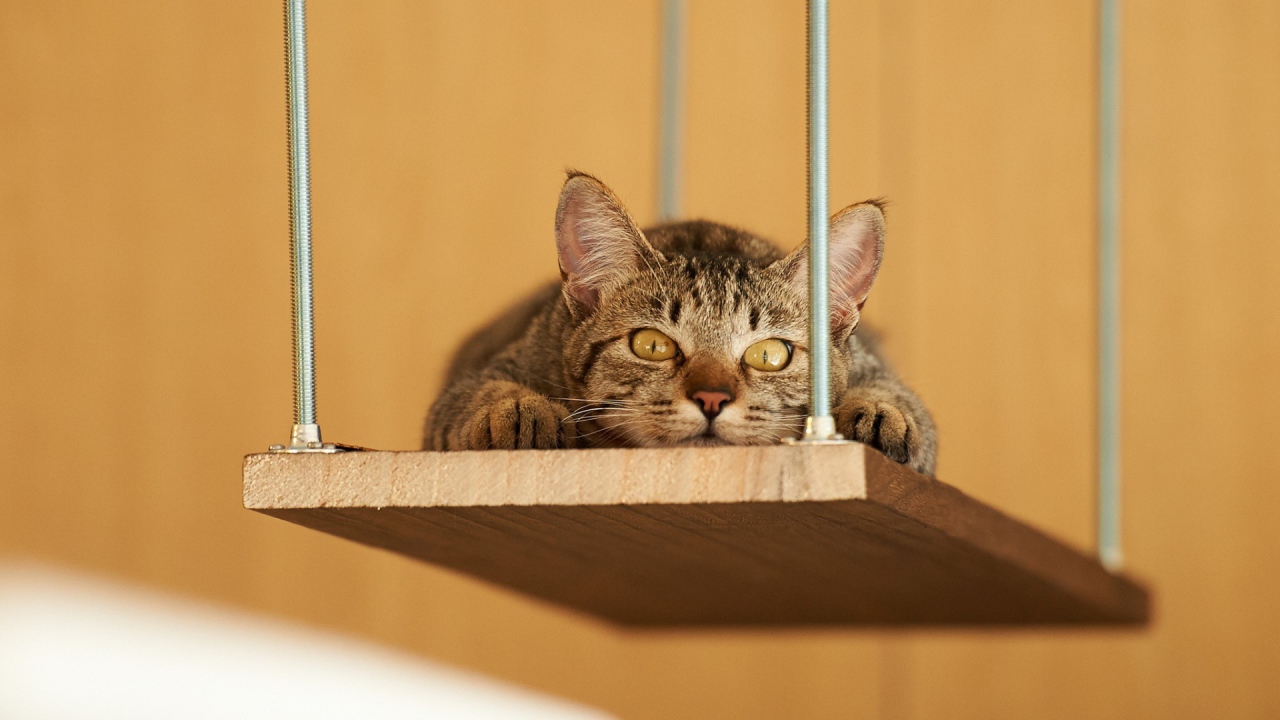 Кот лежит на деревянной полке