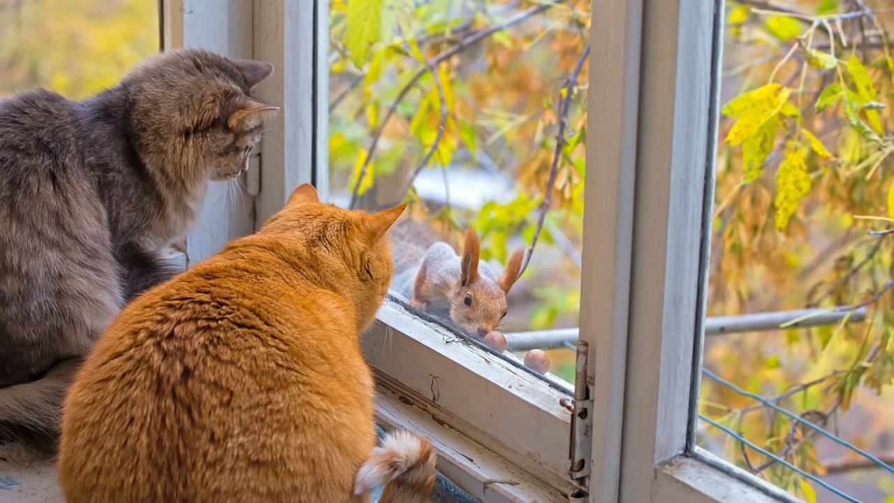 Коты знакомятся с белкой