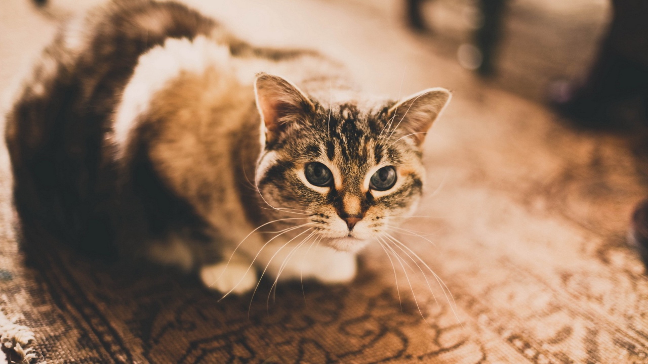 Домашняя кошка сидит на ковре