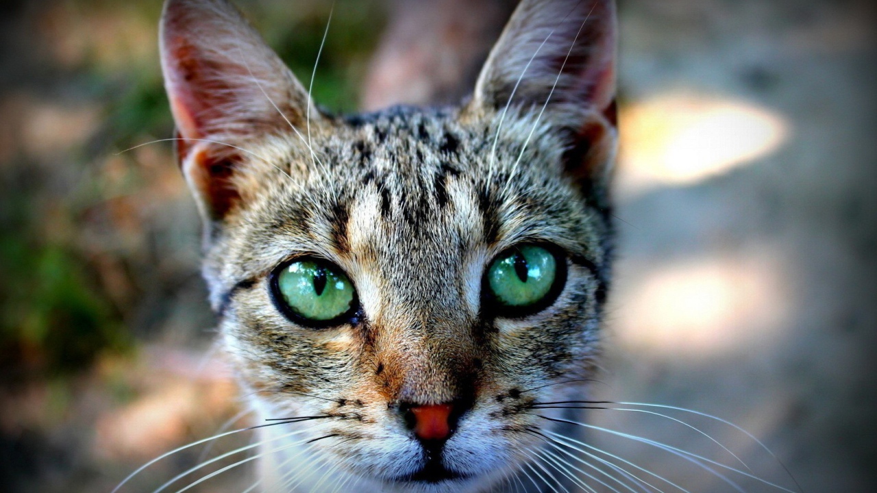 Выразительные зеленые глаза у кошки