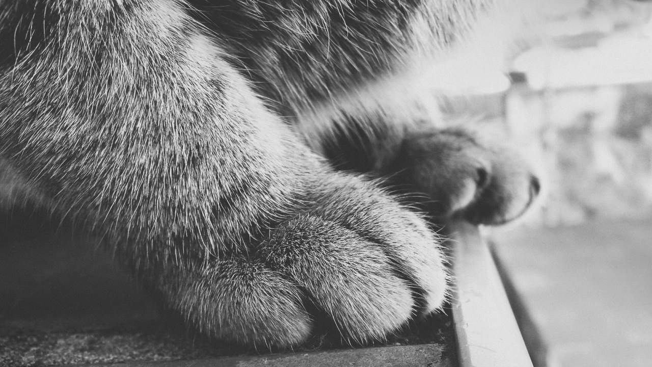 Пушистые кошачьи лапки