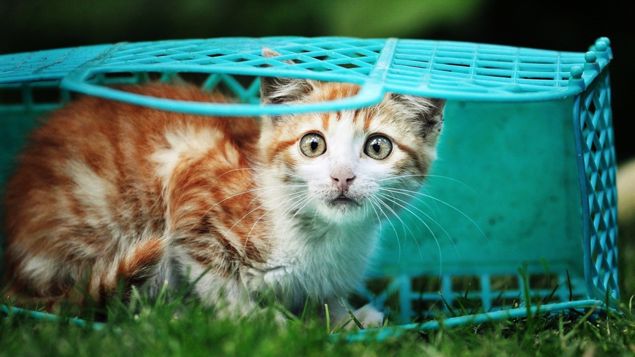 Котенок в голубой корзине