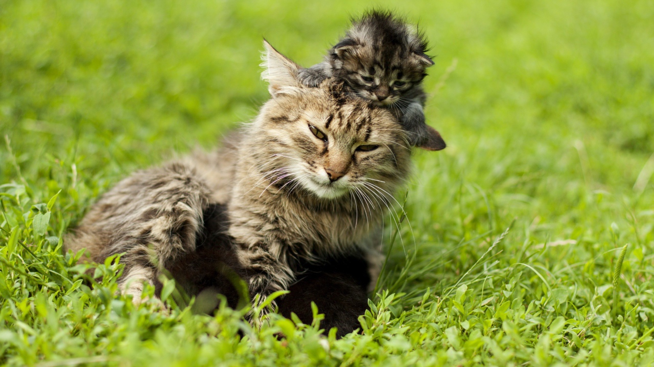 Котенок на голове у мамы