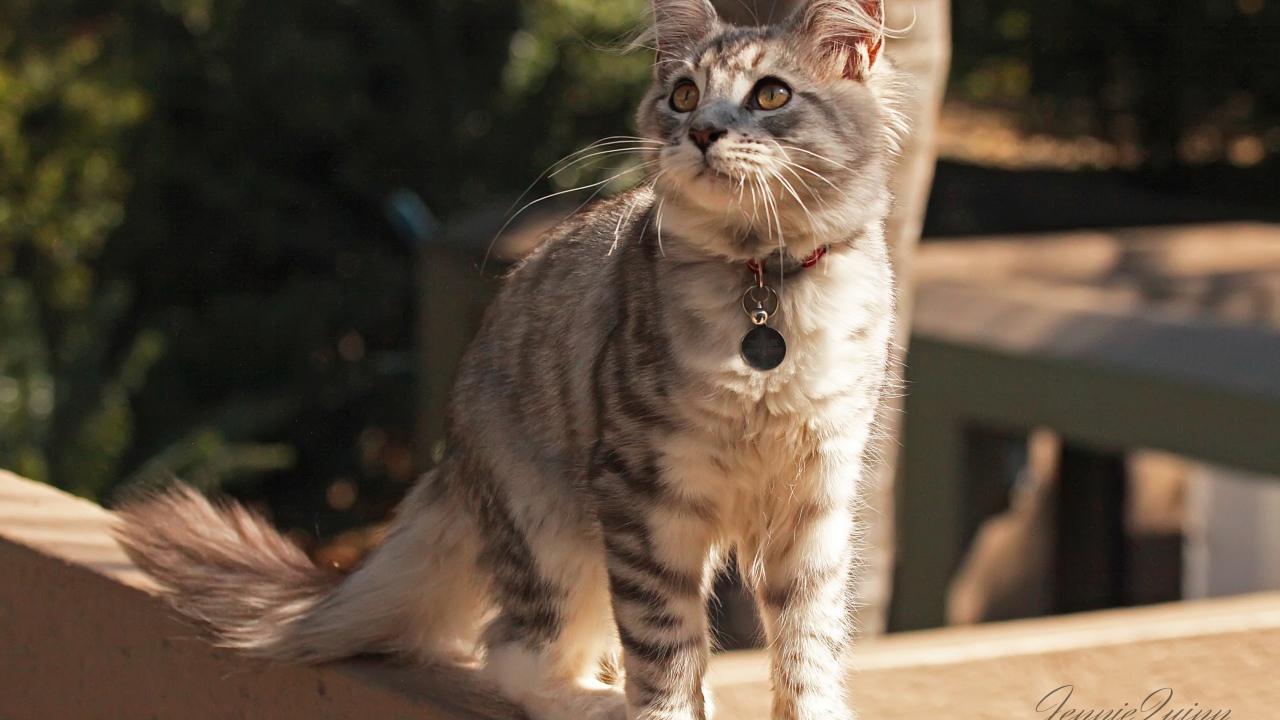 Медальон на ошейнике кошки