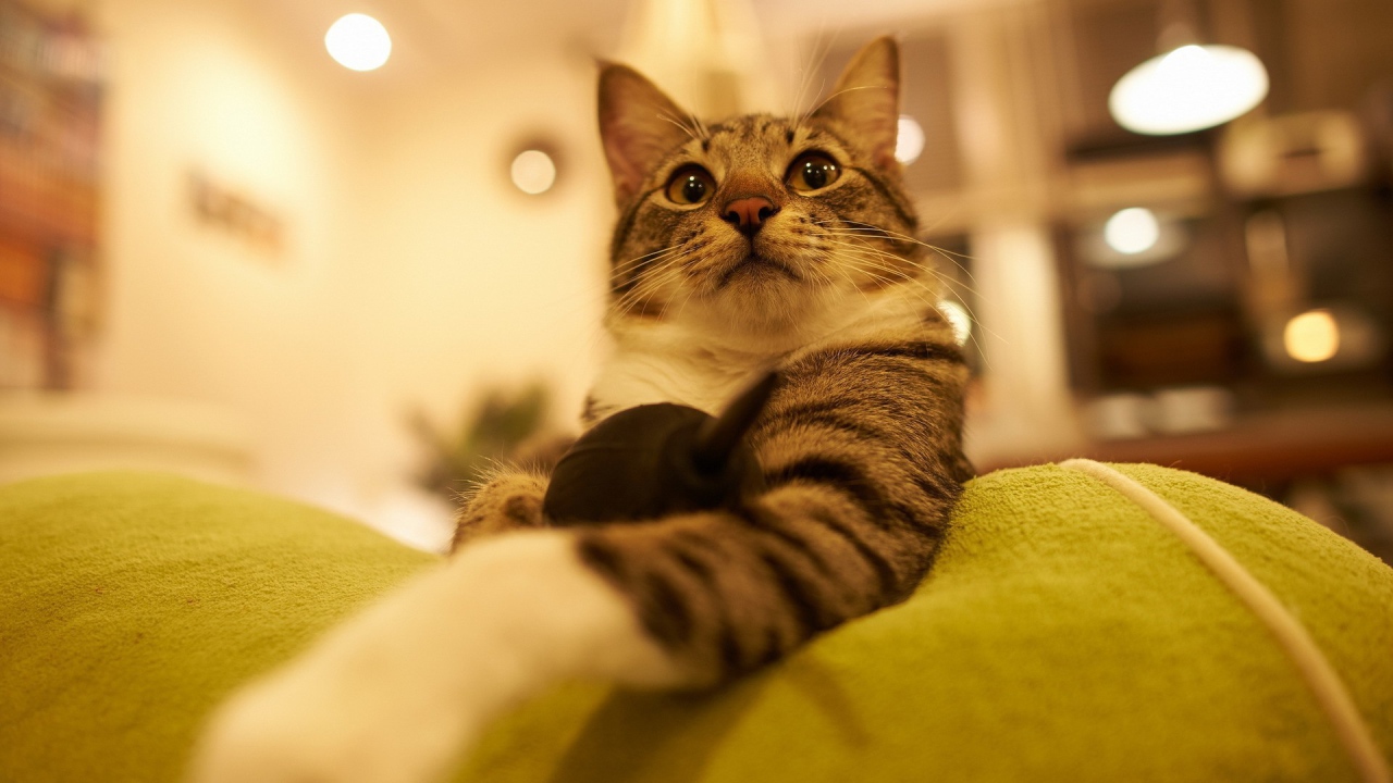 Горделивый домашний кот