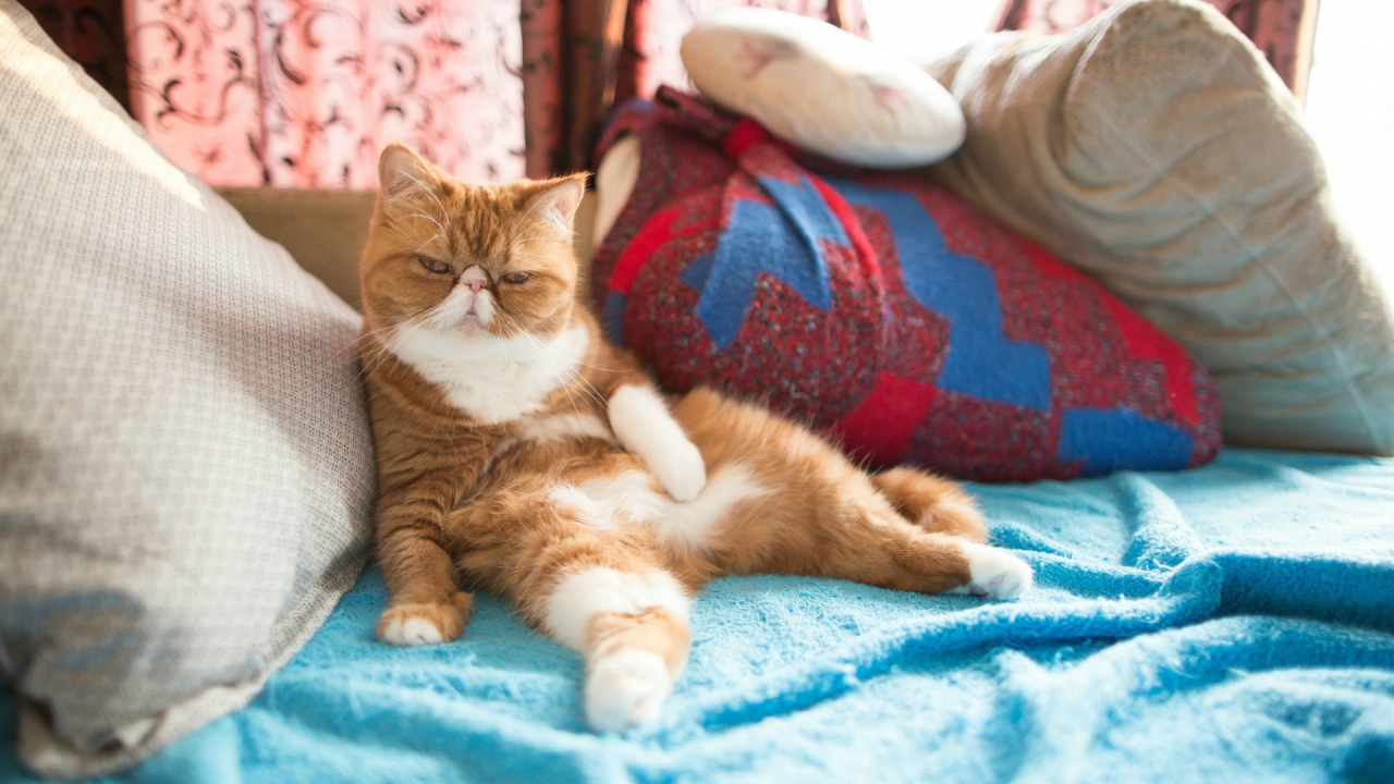 Рыжий кот на подушках