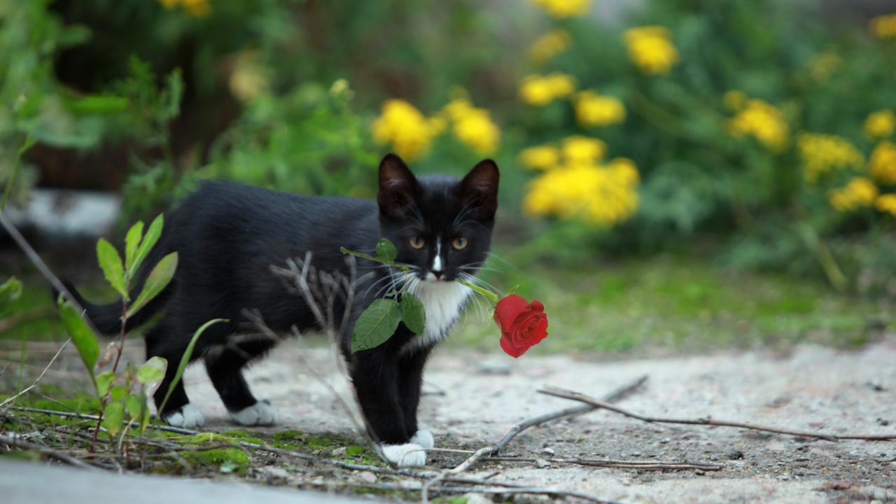 Роза в зубах у котенка