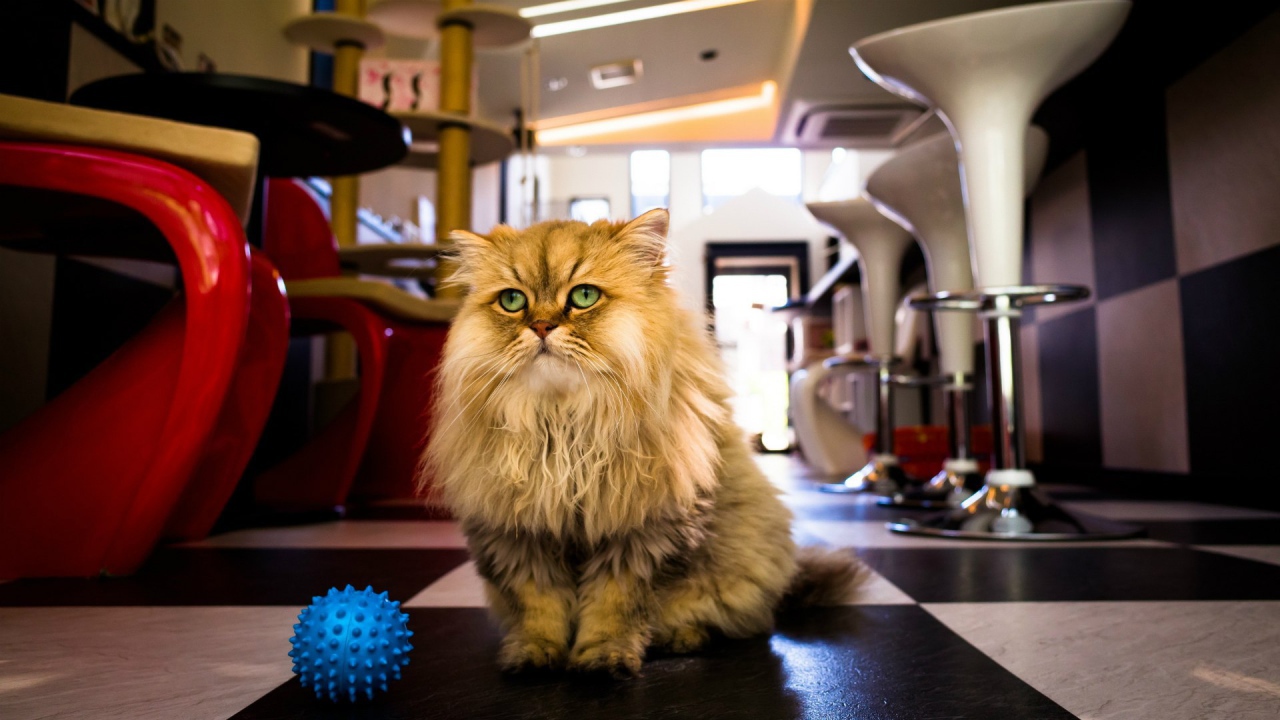 Лохматый кот с игрушкой